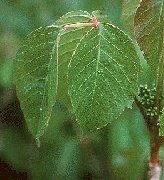 Plante à poison Ivy