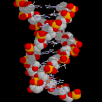 Charpente de l'ADN